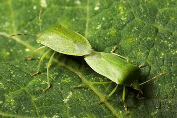 insectos fazem sexo sobre folha