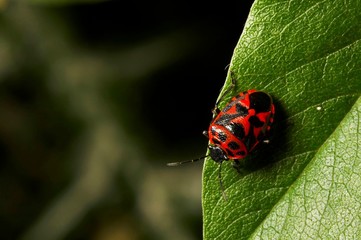 escaravelho vermelho e preto sobre folha