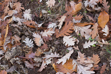 A lot of orange chesnut leaves that have fallen to the ground in fall season