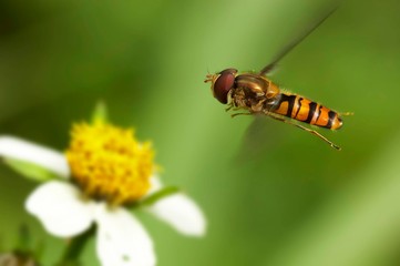 abelha paira junto de flor