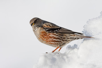 alpine accentor on the snow