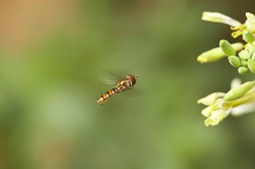 abelha paira junto de flor