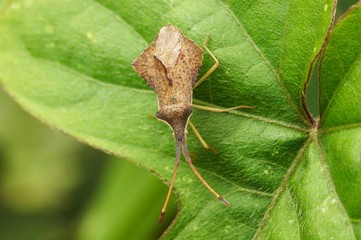 Insecto sobre folha de feto
