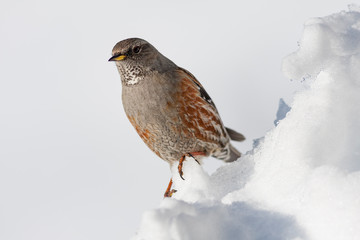alpine accentor on the snow