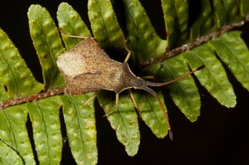 Insecto sobre folha de feto