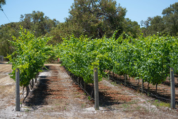Fototapeta na wymiar Rows of grape vines