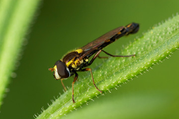 macro de insectos sob fundo verde