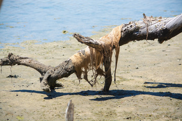 Seaweed washed over a dead tree branch
