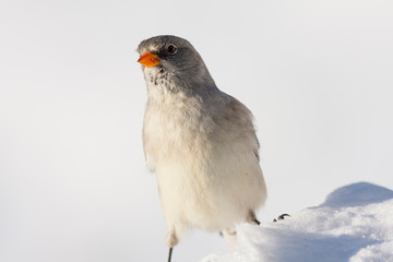White-winged snowfinch on the snow