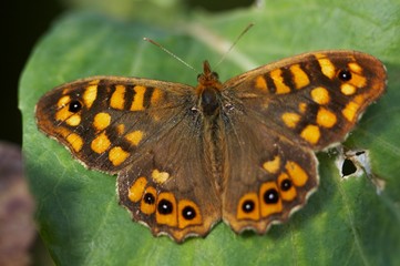 Borboleta sobre folha