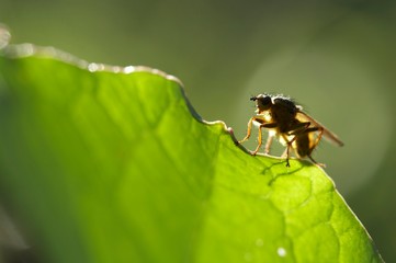 macro de insectos sob fundo verde