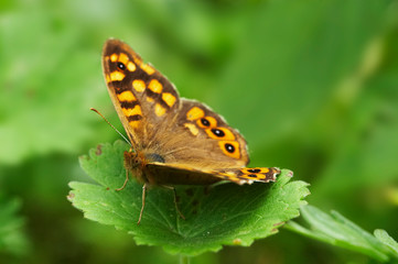 Borboleta sobre folha