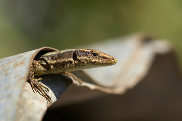 Lagartixa-da-madeira