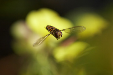 macro de insectos sob fundo verde