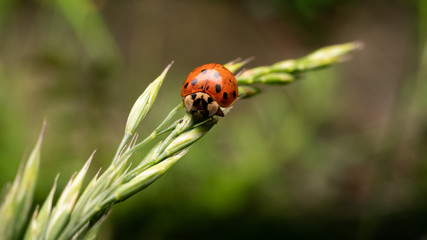 Ladybird in grass, closeup