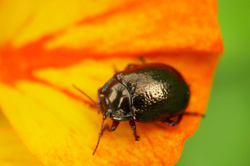 Escaravelho preto sobre flor laranja