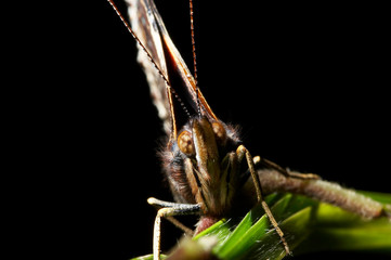 Gafanhoto sobre vegetação