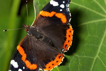 Borboleta sobre folha