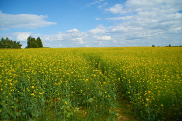 beautiful field of yellow flowers