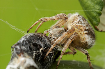 aranha embrulha presa na teia