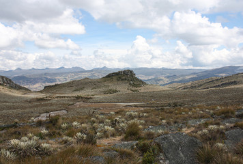 Sumapaz Colombian Landscape near Bogotá. Colombia, with endemic plant 