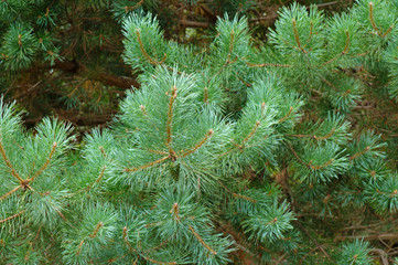 Pine tree close up background