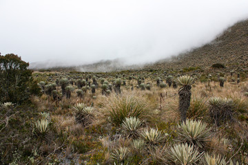 Sumapaz Paramo Landscape. Near to Bogotá. Colombia, with endemic plant 