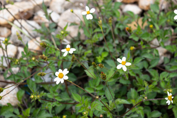 Close Up to White flower growing up in grass near to rocks in middle of city. 