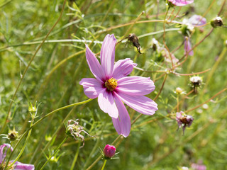 (Cosmos bipinnatus) Rosarote Kosmee oder Schmuckkörbchen