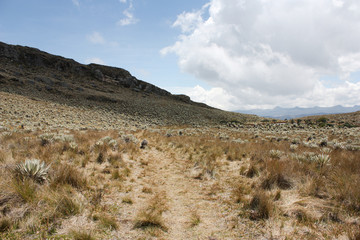 Sumapaz Paramo Landscape near Bogotá. Colombia, with endemic plant 