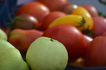 Green apple on a background of red and yellow tomatoes. Autumn harvest