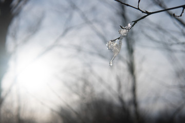 Tiny Branch Covered in frozen snow and forest in bokeh.