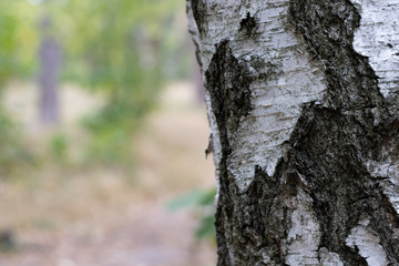 Birch Tree Trunk Bark Texture Close up on light brown