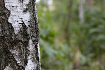 Birch Tree Trunk Bark Texture Close up on light green