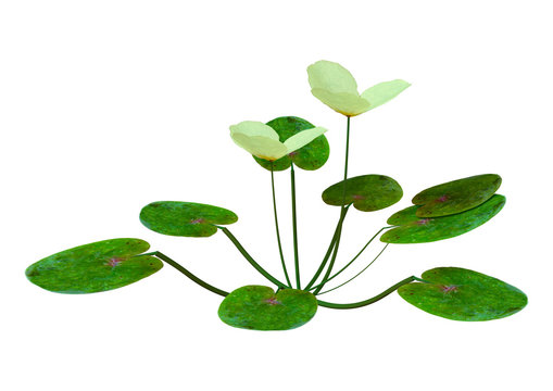 3D Rendering European Frogbit Plant on White