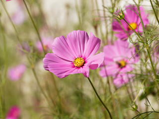 Rosarote Blüte von Kosmee oder Schmuckkörbchen (Cosmos bipinnatus) © Marc