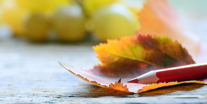 red pencil lies on autumn leaves. Red and yellow. Concept - drawing training. Colors of autumn