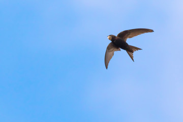 Common swift (Apus apus)