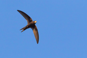 Common swift (Apus apus)