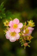 tree branch with beautiful pink flowers on natural background, close-up 