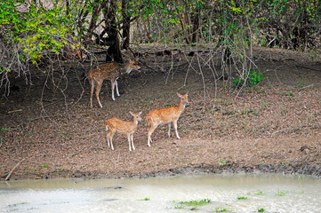 Fawns at the edge of a blind