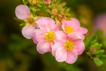 Fototapeta na wymiar tree branch with beautiful pink flowers on natural background, close-up 