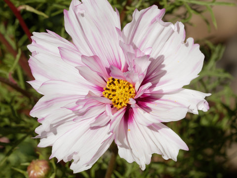 (Cosmos bipinnatus) Wunderschöner Schmuckkörbchen mit weißen doppelte Blütenblättern mit rosa Tönen