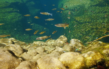 Fototapeta na wymiar Freshwater fish underwater in a rocky river