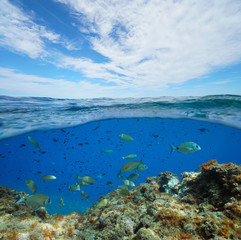 Fototapeta na wymiar Seascape Mediterranean sea fish underwater