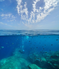 Seascape Mediterranean sea fish with scuba divers