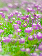 violet white flowers with small round heads and green leaves grow in the garden.