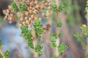 Wild oregano grows in the mountains. Raw oregano in field with blured background. Greek natural herb oregano. Green and fresh oregano flowers.