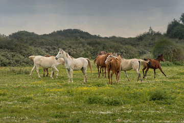 Naklejka na ściany i meble Thoroughbred horses grazing in pasture outdoors in Israel. Rural peacefully landscape