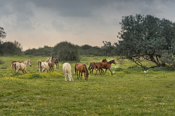 Plakat Herd of horses in the pasture. Hiking in Israel